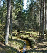 Кологривский лес. Фото С. Черенкова