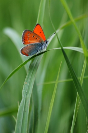 Огненная бабочка. Фото М. Шангареев