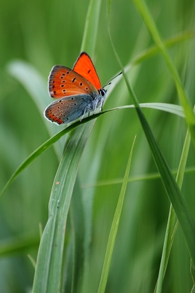 Огненная бабочка. Фото М. Шангареев